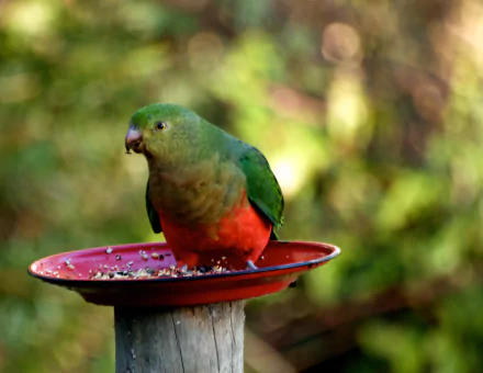 parrot Animal king parrot HD Desktop Wallpaper | Background Image