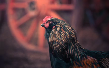 Animal chicken HD Desktop Wallpaper | Background Image