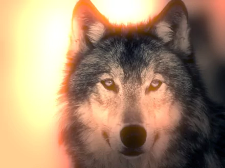 A striking HD wallpaper featuring a close-up of a wolf's face illuminated by warm sunlight, capturing the animal's intense gaze and natural beauty.