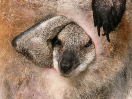 Close-up of a wallaby (animal) joey peeking from its mother's pouch, soft fur textures — HD PC desktop wallpaper and background.