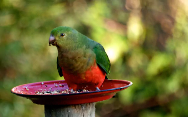 parrot Animal king parrot HD Desktop Wallpaper | Background Image