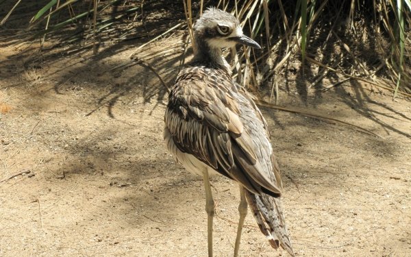 Animal Bush stone-curlew Birds Waders Curlew HD Wallpaper | Background Image