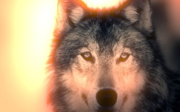 Animal Wolf Wolves Light Sun HD Wallpaper | Background Image
