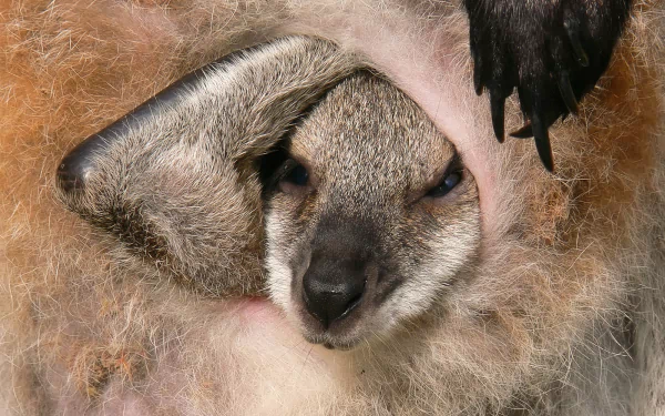 Close-up of a wallaby (animal) joey peeking from its mother's pouch, soft fur textures — HD PC desktop wallpaper and background.