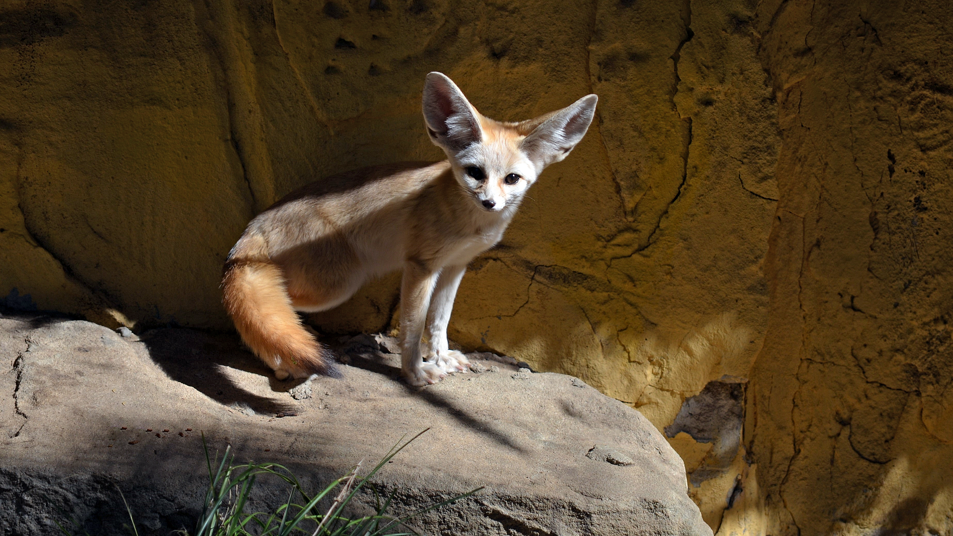 Fennec Fox At Taronga Zoo Sydney by lonewolf6738