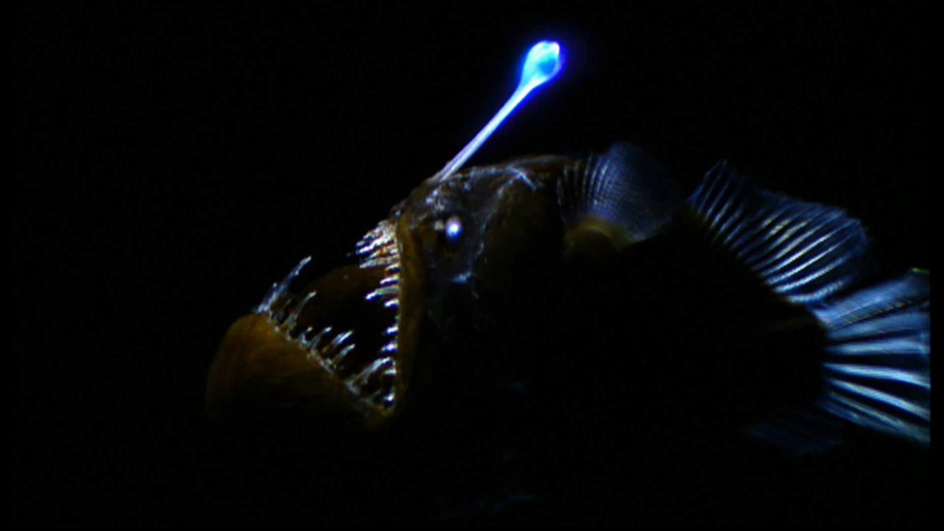 Animal Anglerfish HD Wallpaper | Background Image