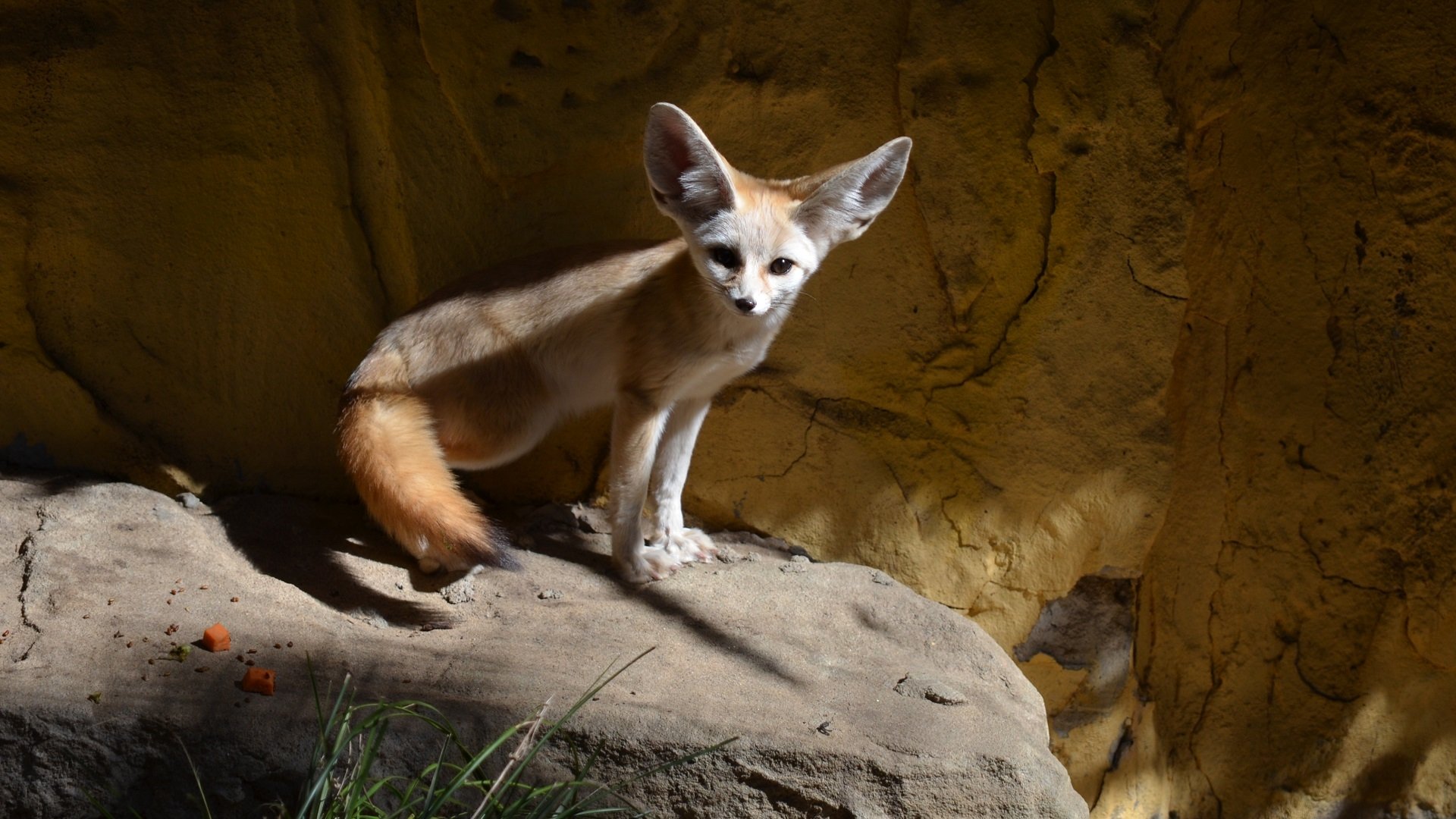 Fennec Fox At Taronga Zoo Sydney HD Wallpaper Background Image
