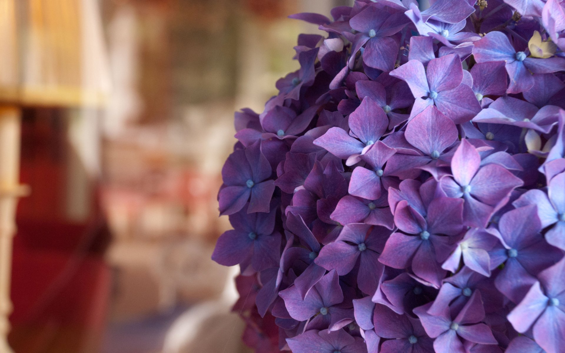 Stunning Hydrangea HD Wallpaper: Nature's Vibrant Touch