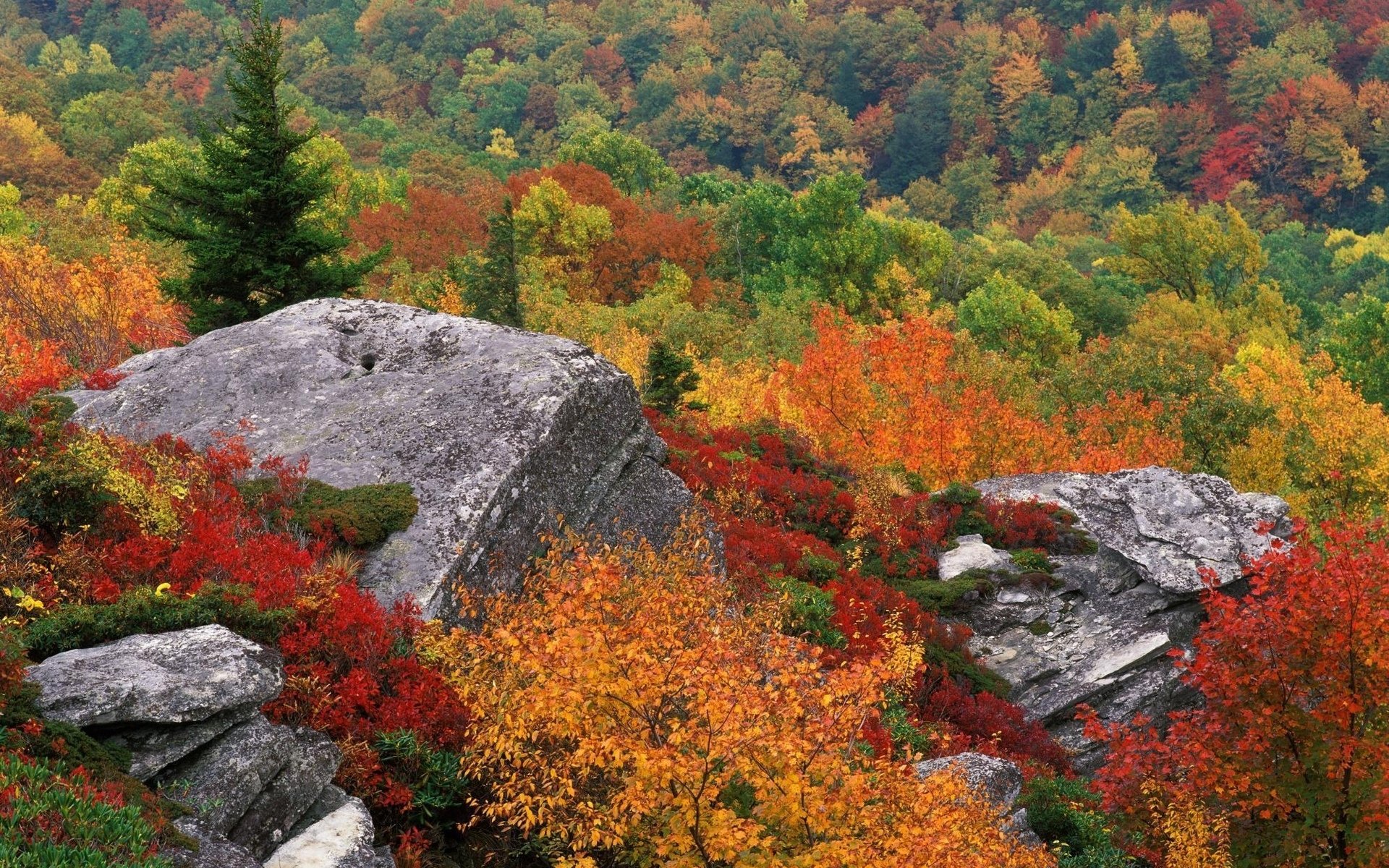 HD PC desktop wallpaper featuring a vibrant fall landscape with colorful autumn trees and large rocks nestled in a dense forest.