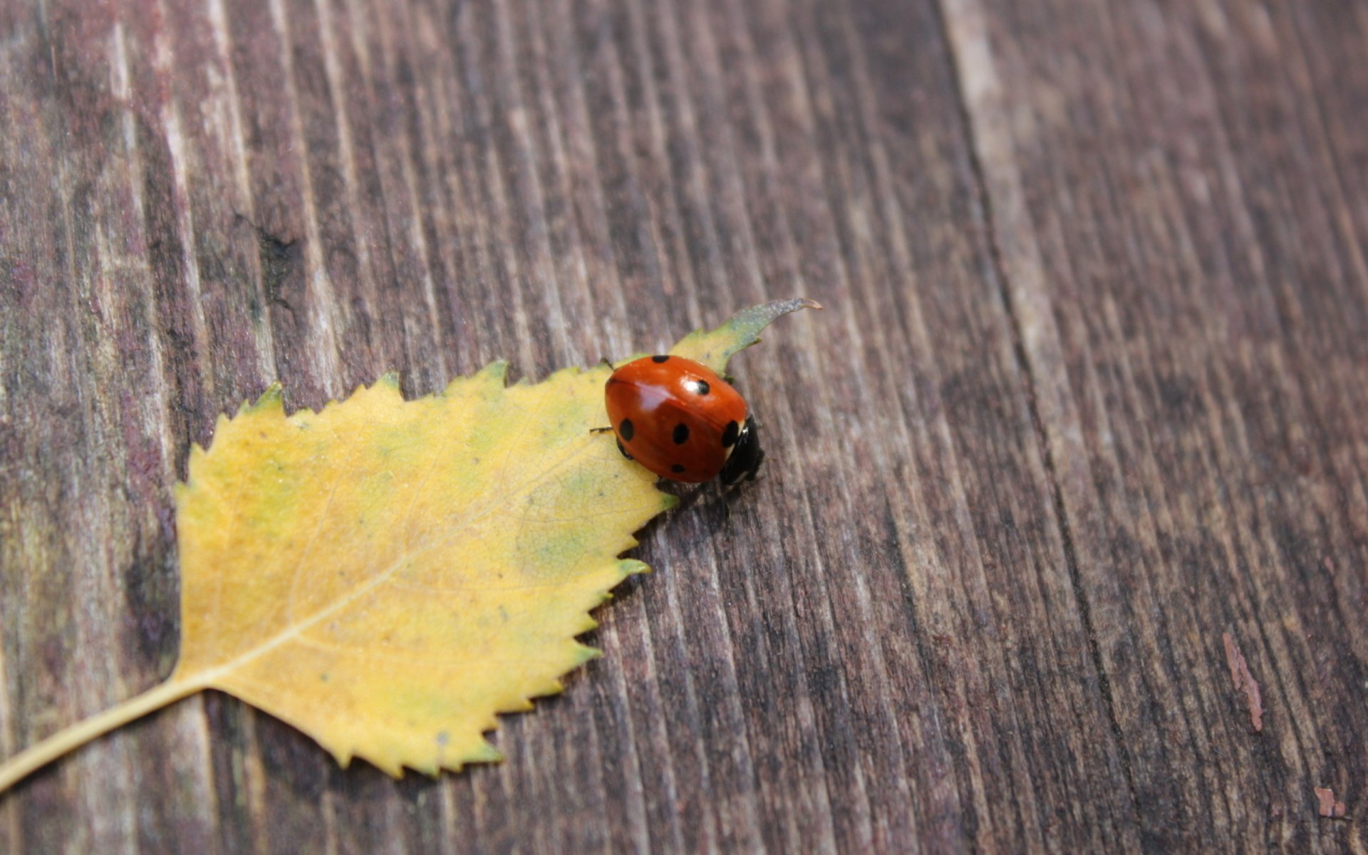 2K Quad HD PC desktop wallpaper: close-up of a ladybug (animal) on a yellow leaf against a textured wooden background.