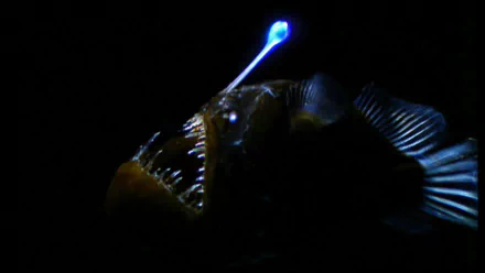 fish Animal anglerfish HD Desktop Wallpaper | Background Image