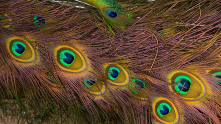 photography feather HD Desktop Wallpaper | Background Image