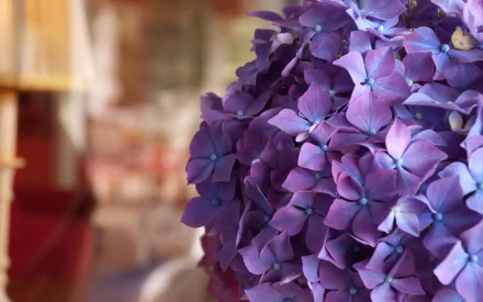 nature hydrangea HD Desktop Wallpaper | Background Image