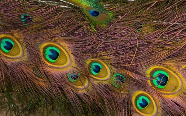 Photography: close-up peacock feather eyes in vivid greens, blues and golds — 2K Quad HD PC desktop wallpaper/background.
