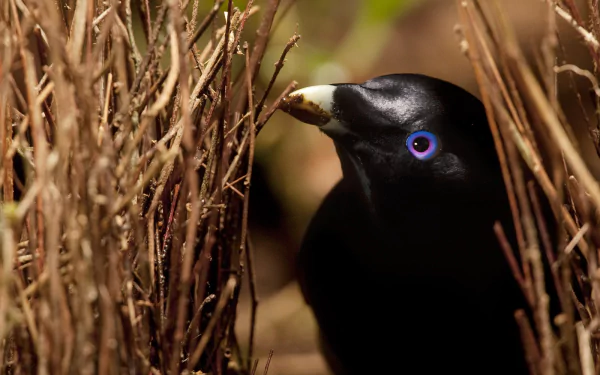 Close-up of a black bowerbird with striking blue eyes peeking through intricate sticks, captured in HD for a vivid PC desktop wallpaper.