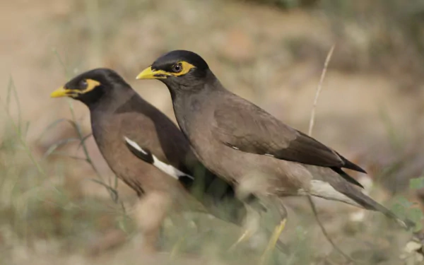 bird Animal myna HD Desktop Wallpaper | Background Image