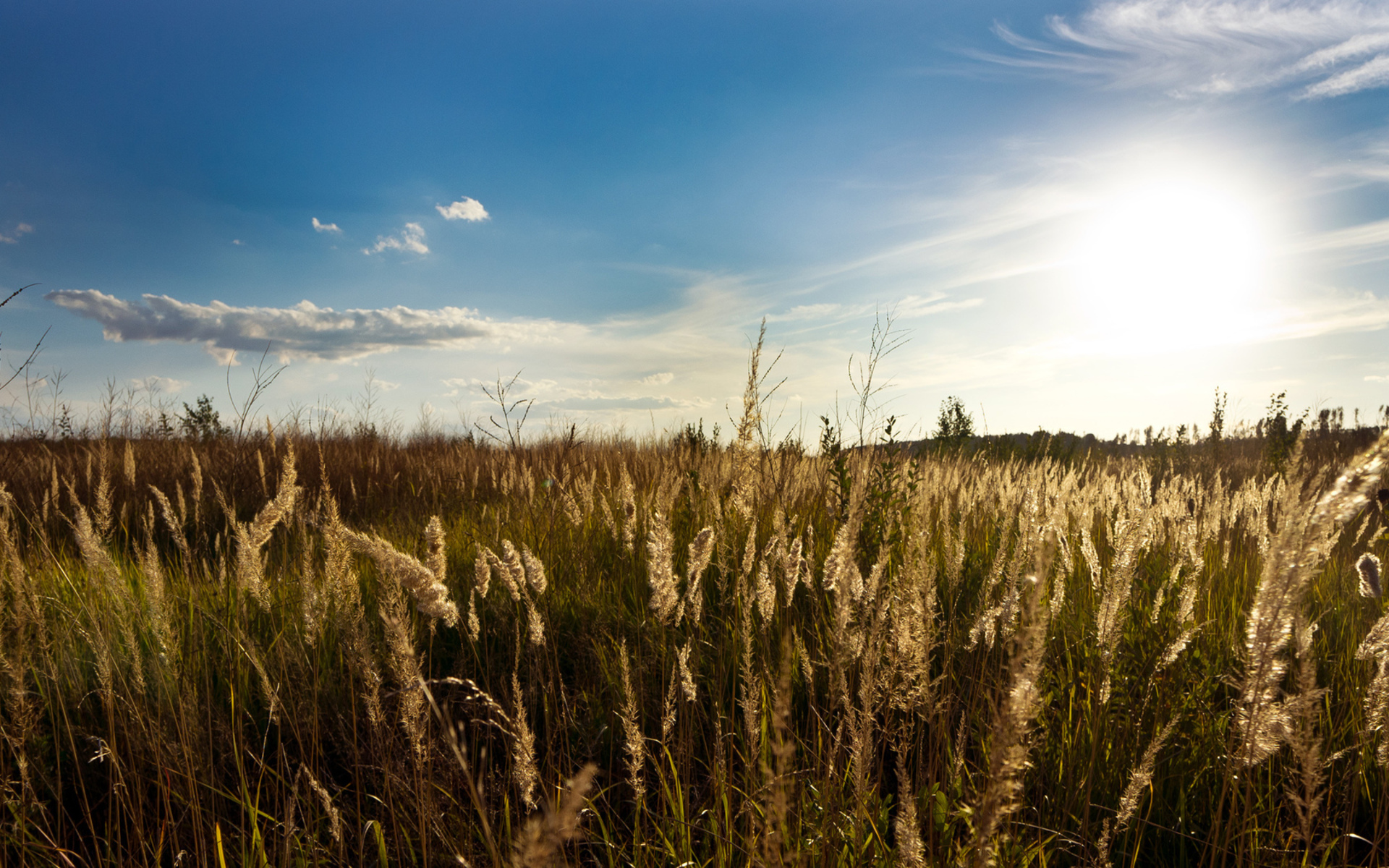 Nature Field HD Wallpaper