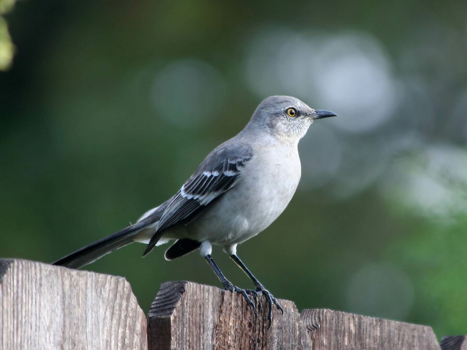 HD desktop wallpaper featuring a detailed close-up of a mockingbird perched on a wooden fence with a blurred natural green background.