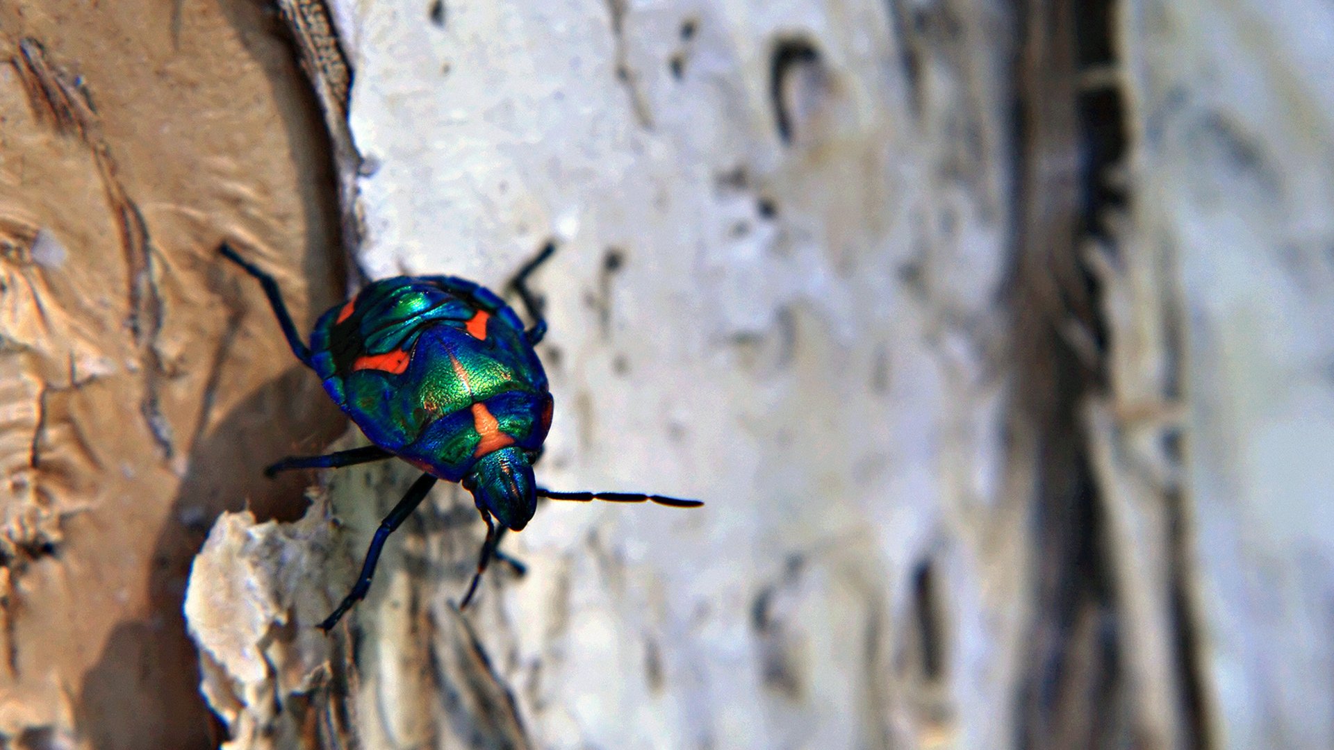 HD PC desktop wallpaper: close-up of a jewel-toned metallic beetle crawling on pale birch bark, vibrant colors and shallow depth of field.