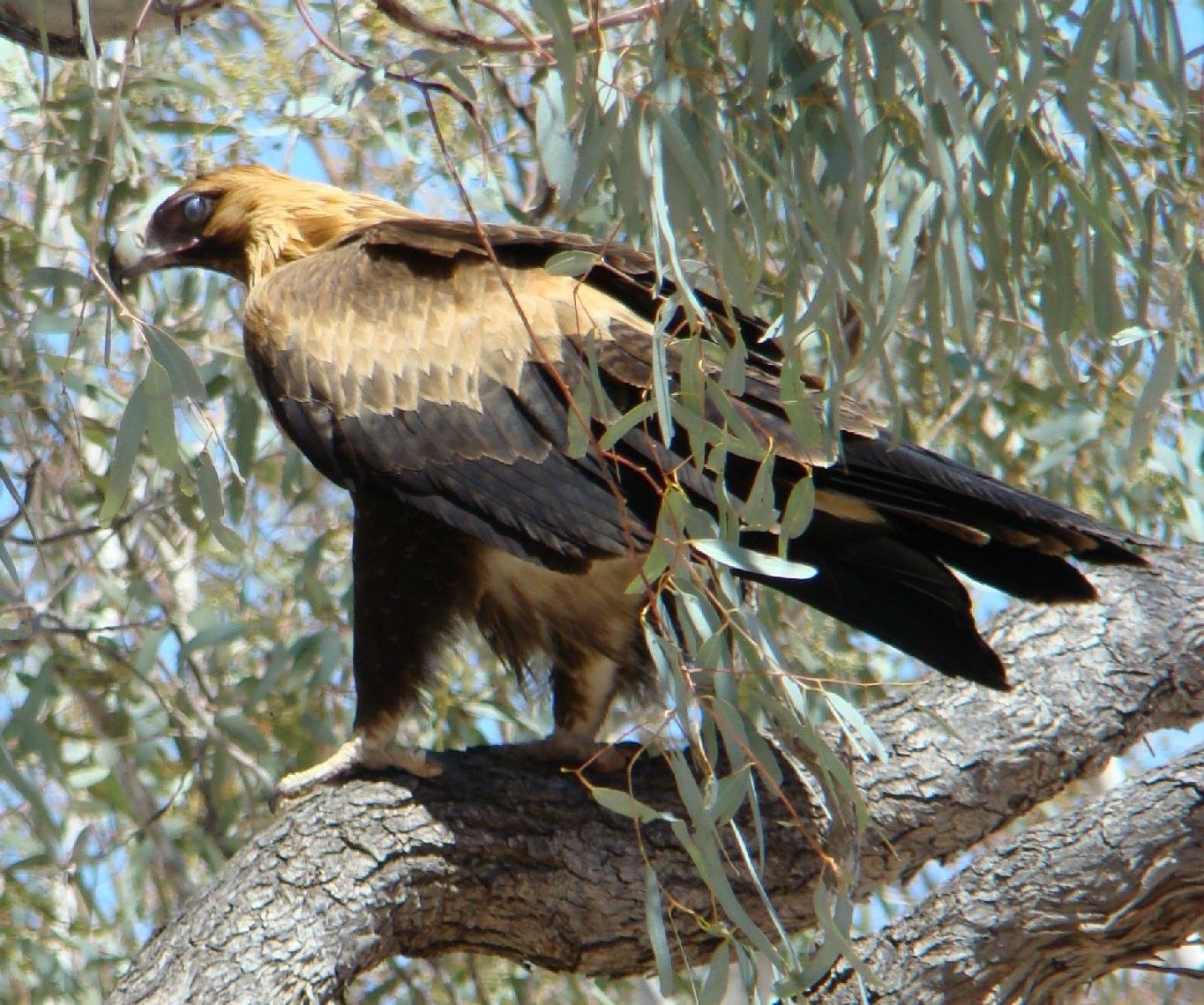 Download Bird Animal Wedge Tailed Eagle Wallpaper