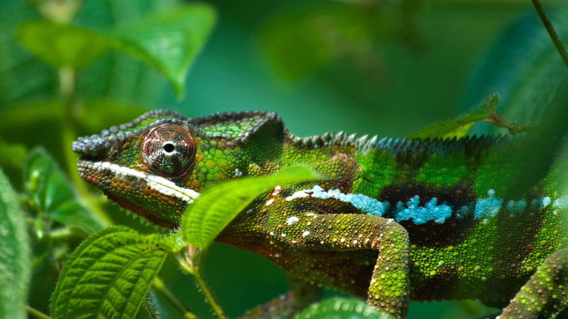HD desktop wallpaper featuring a detailed close-up of a green and blue chameleon blending into lush green foliage.