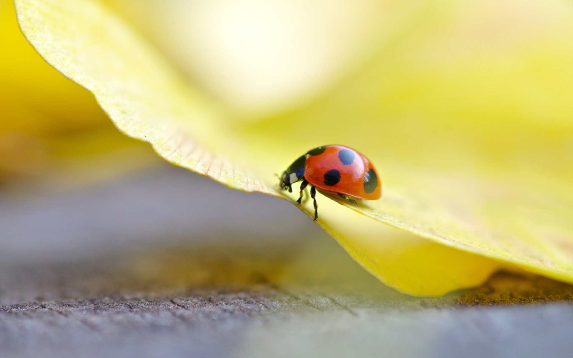 Download Animal Ladybug HD Wallpaper