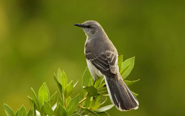HD desktop wallpaper featuring a detailed close-up of a mockingbird perched on green foliage against a smooth, blurred green background.