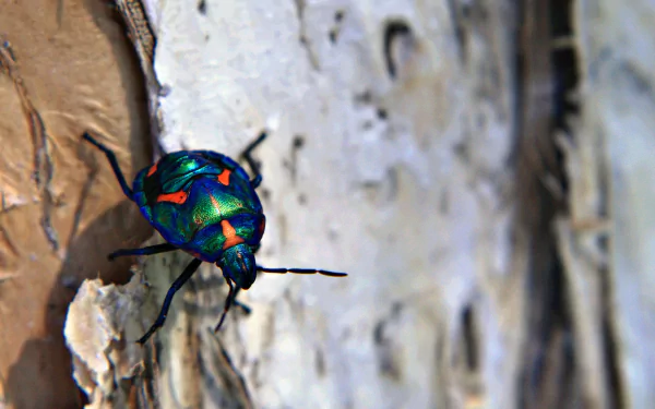 Animal beetle HD Desktop Wallpaper | Background Image