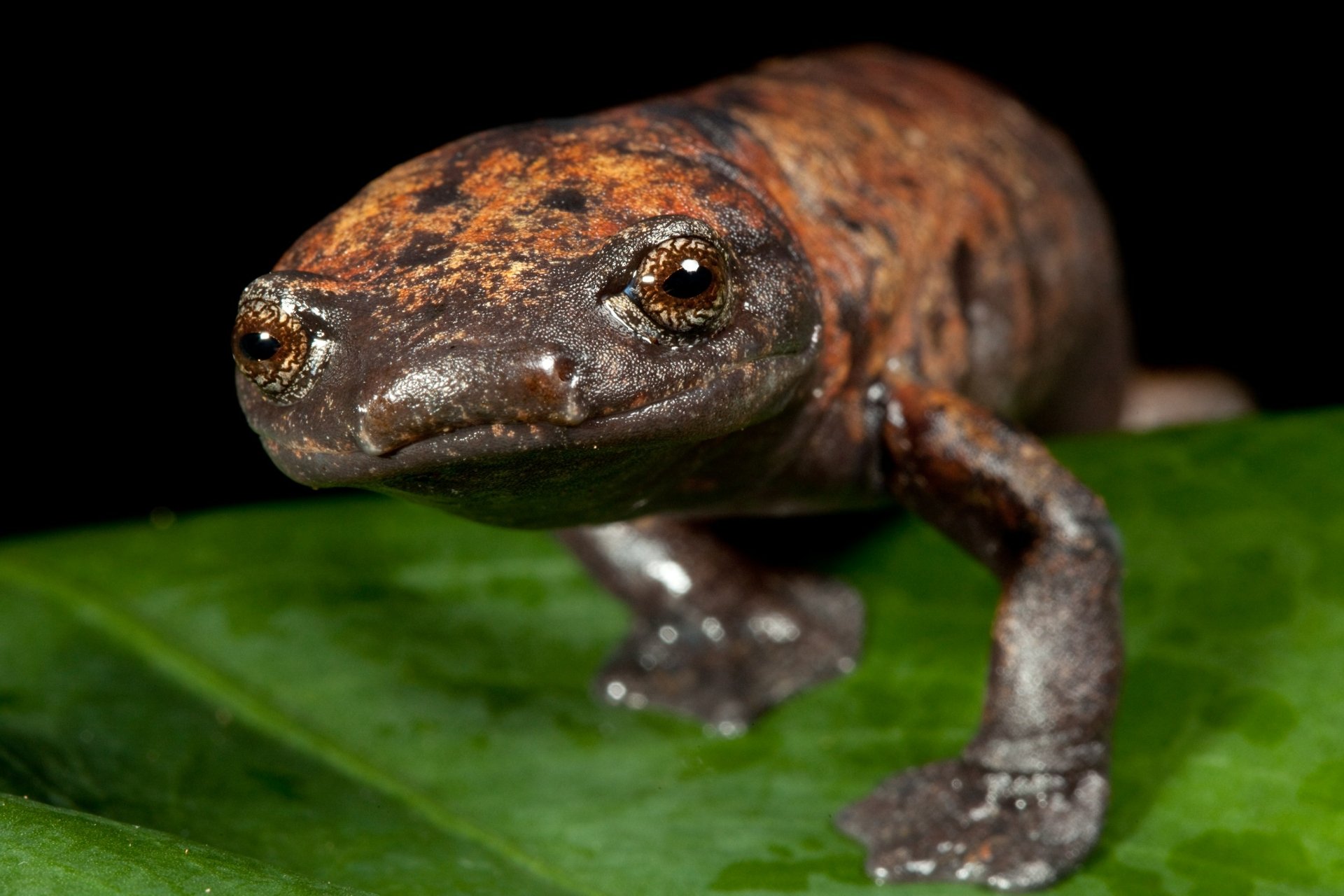 Download Animal Salamander HD Wallpaper