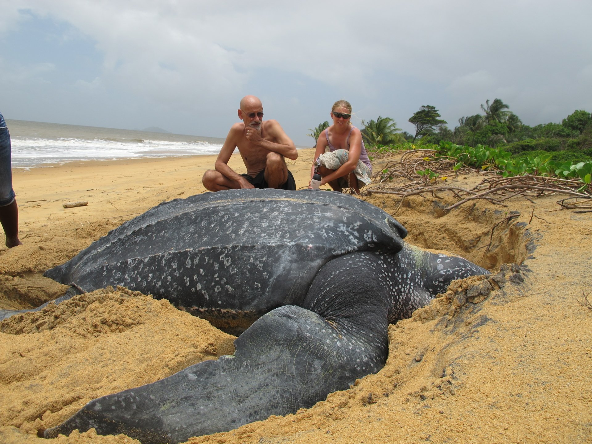 Large sea turtle nesting on a sandy beach with two people watching nearby, tropical shoreline and waves — 2K Quad HD PC desktop wallpaper and background.