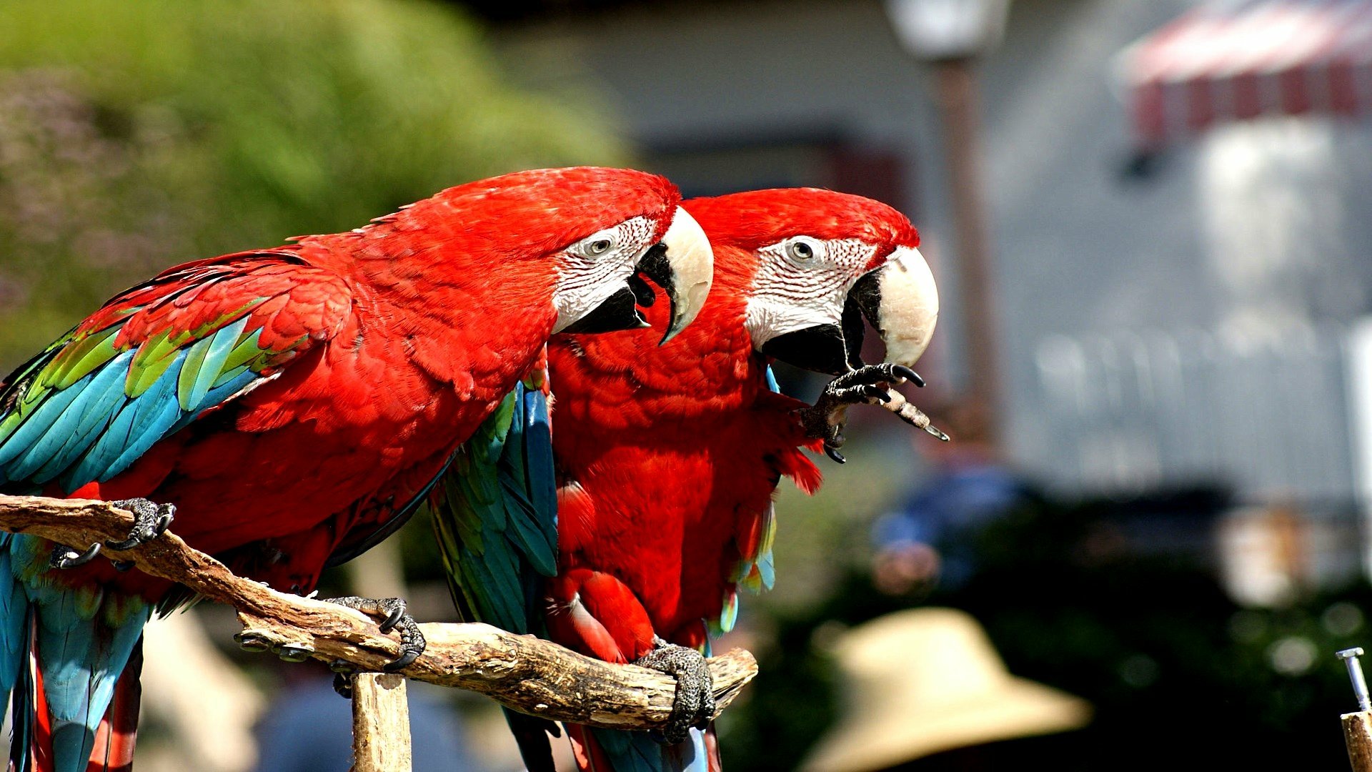 Download Animal Red-and-green Macaw HD Wallpaper