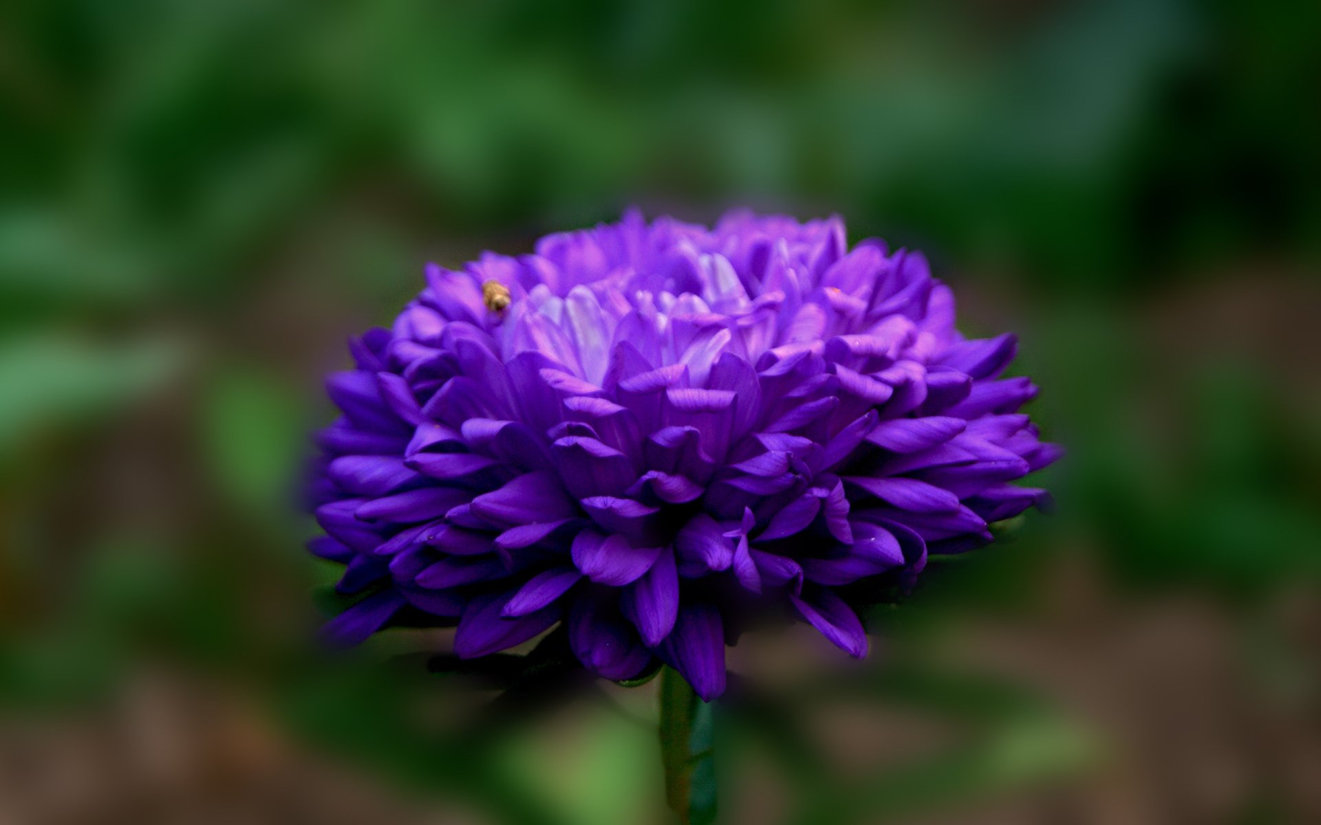 HD desktop wallpaper featuring a close-up of a vibrant purple flower against a soft-focus natural green background.