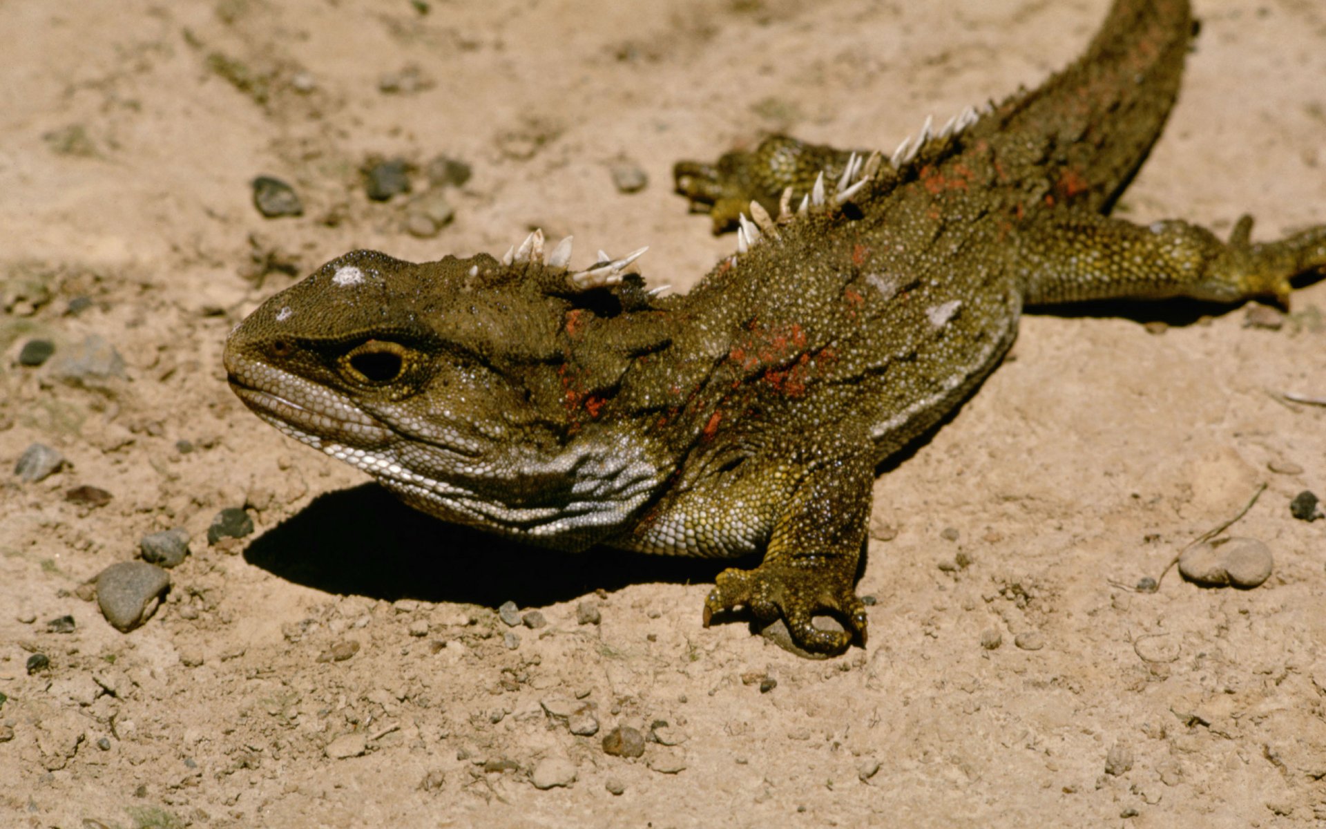 Download Animal Lizard HD Wallpaper | 2560x1600 | Wallpaper Abyss
