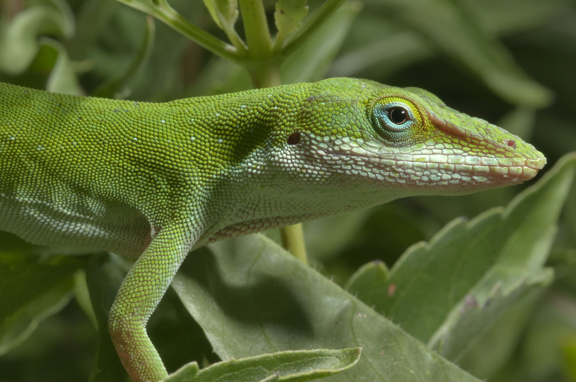 Download Animal Green Anole 4k Ultra HD Wallpaper