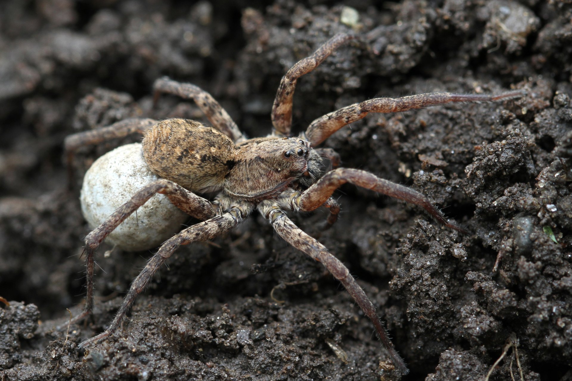 Download Animal Spider HD Wallpaper