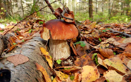 HD PC desktop wallpaper showcasing a close-up of a brown mushroom growing among autumn leaves and a fallen log in a dense forest setting.