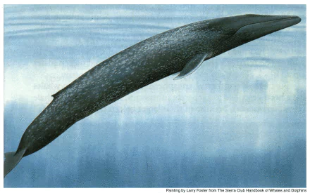 whale Animal blue whale HD Desktop Wallpaper | Background Image