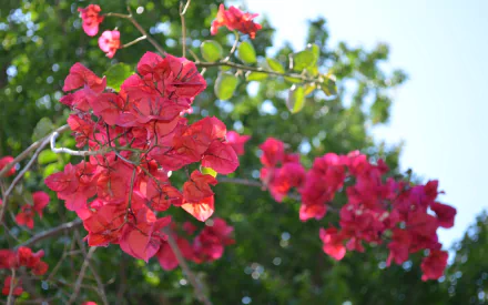 Vibrant pink bougainvillea flowers with a soft bokeh background showcase depth of field in this HD nature-themed desktop wallpaper.