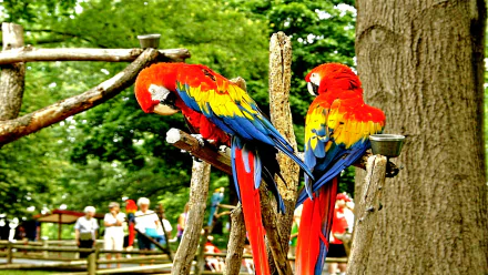 Animal scarlet macaw HD Desktop Wallpaper | Background Image