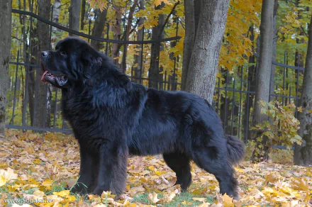HD PC desktop wallpaper of a black Newfoundland dog standing on autumn leaves in a forest with trees showcasing yellow foliage.