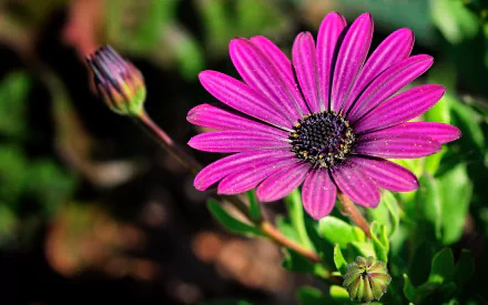 nature daisy HD Desktop Wallpaper | Background Image