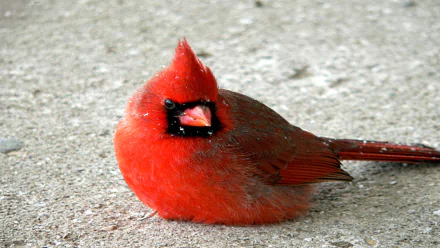 Animal cardinal HD Desktop Wallpaper | Background Image