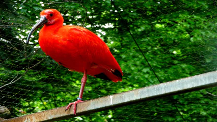HD PC desktop wallpaper featuring a vibrant scarlet ibis perched on a metal railing against a lush green forest background.