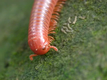 Animal millipede HD Desktop Wallpaper | Background Image