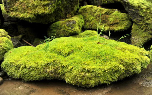 nature moss HD Desktop Wallpaper | Background Image