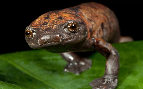  Palm Footed Salamander