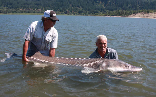 Two men in water hold a large sturgeon, showcasing the thrill of fishing. This HD wallpaper captures a moment from the TV show River Monsters, highlighting aquatic adventures.