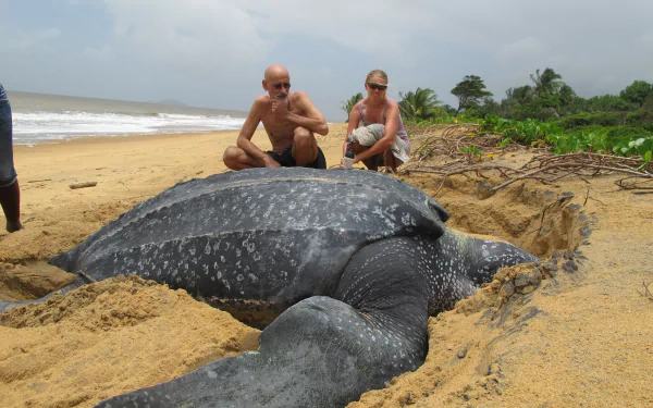 Large sea turtle nesting on a sandy beach with two people watching nearby, tropical shoreline and waves — 2K Quad HD PC desktop wallpaper and background.