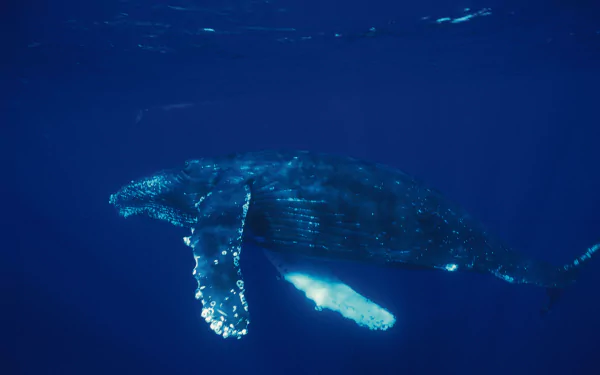 A majestic whale swims gracefully in deep blue ocean waters, captured in stunning detail for a 4K Ultra HD PC desktop wallpaper.