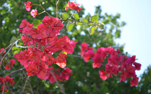 Vibrant pink bougainvillea flowers with a soft bokeh background showcase depth of field in this HD nature-themed desktop wallpaper.
